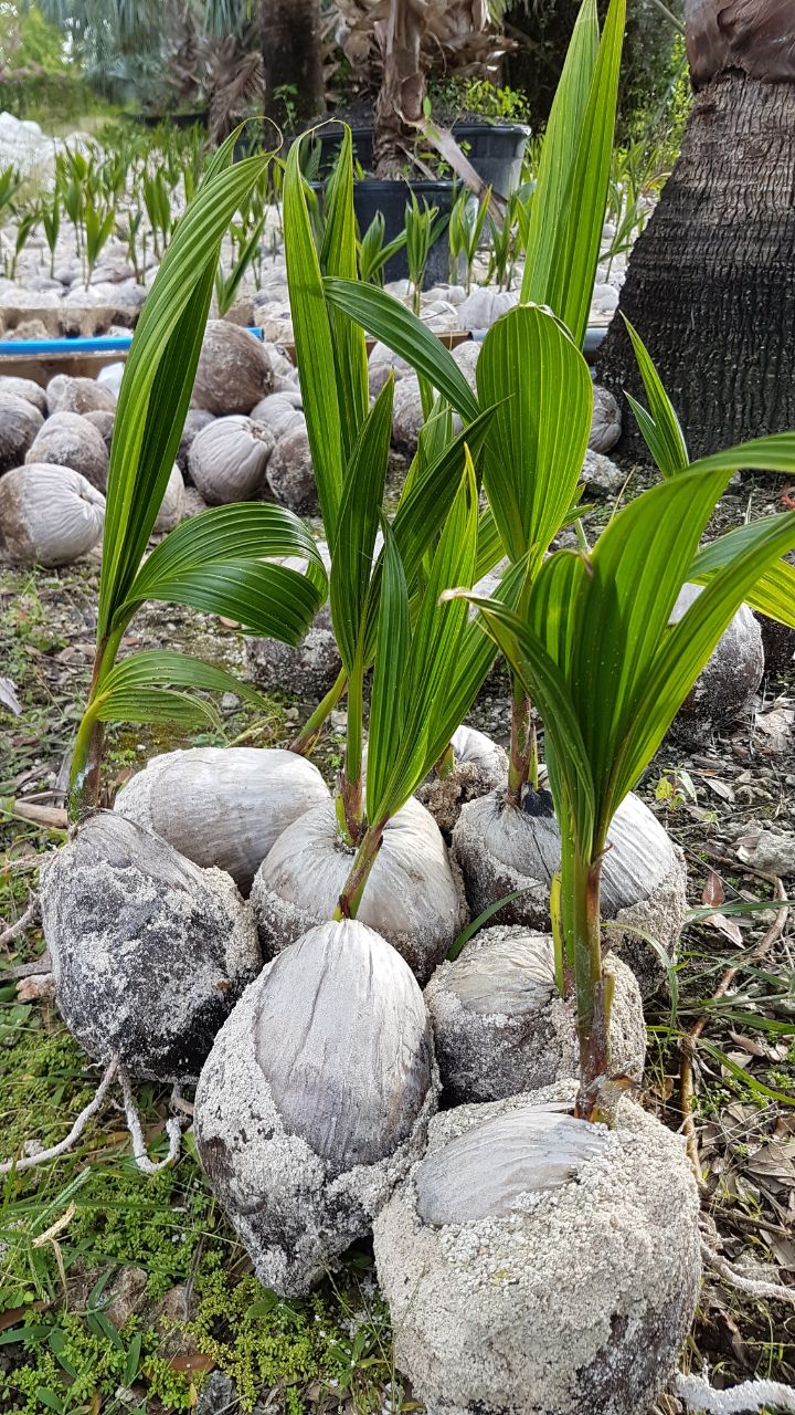 SEEDS (Green Malayan Dwarf Coconut)
