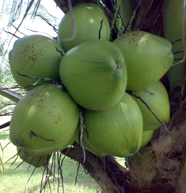 SEEDS (Green Malayan Dwarf Coconut)